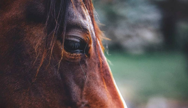 Eighteen people have gone on trial in Marseille, France, accused of running a European horsemeat trading network involving produce unfit for human consumption.