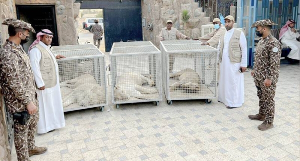 Riyadh police recently arrested a citizen for enclosing three lions in cages inside a rest house in the city.