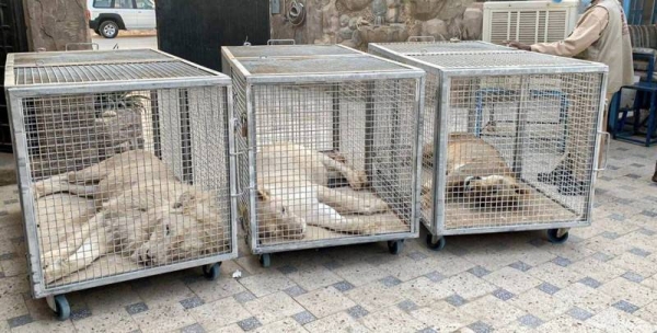 Riyadh police recently arrested a citizen for enclosing three lions in cages inside a rest house in the city.