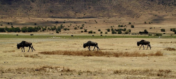 Ngorongoro Crater in Arusha, Tanzania.
