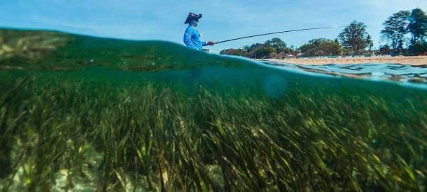 Seagrass meadows - expanses of green, grass-like shoots and flowers - are a hugely effective nature-based solution to climate change.