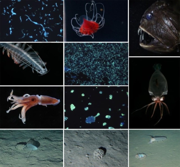 New technologies and expertise are being applied to study areas of the Red Sea, thanks to a partnership between Saudi Arabia and Japan.
