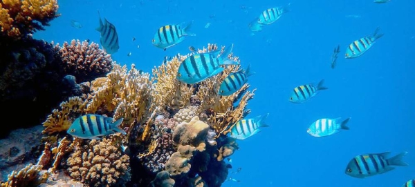 The Red Sea's reef is one of the longest continuous living reefs in the world. — courtesy Unsplash/Francesco Ungaro