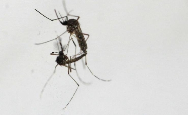 Vietnam tells hospitals to prepare as dengue fever cases surge