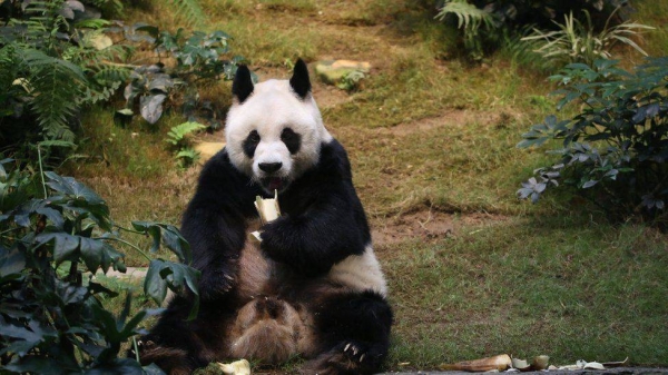 The male panda An An was presented as a gift to Hong Kong from China's central government.