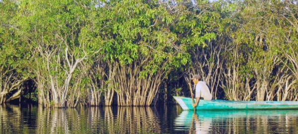 Mangroves in Lake Sentarum in West Kalimantan, Indonesia. — courtesy CIFOR/Yayan Indriatmoko