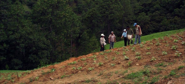 Farmers at work in Guatemala
