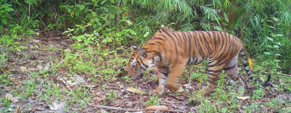 An image of an endangered Malaysian tiger, pictured by a camera trap. — courtesy UNDP
