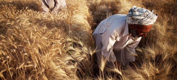 Wheat, a staple food in Afghanistan, plays a vital role in maintaining food and nutrition security, according to the UN Food and Agriculture Organization (FAO).