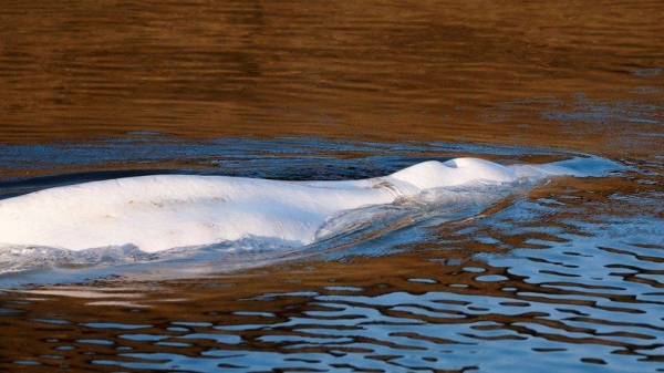 The nearest beluga population is north of Norway, 3,000km from the Seine, experts believe.