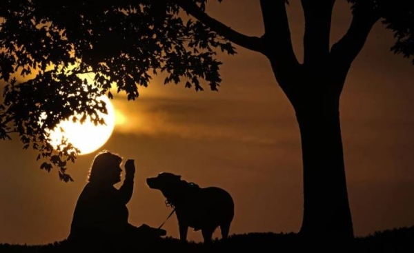 Monkeypox can spread to pet dogs, doctors report