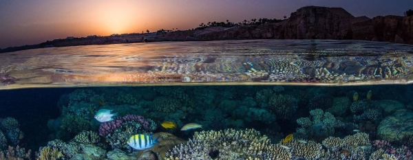 Coral reefs harbour the highest biodiversity of any ecosystem globally. 