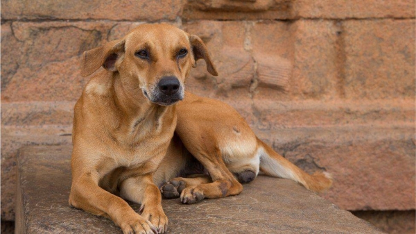 India has 15.3 million stray dogs.