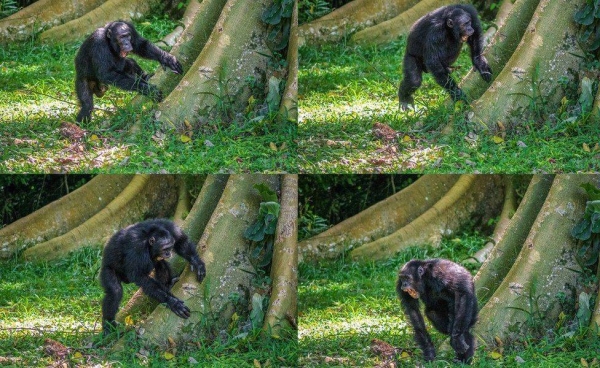 The chimps combine long distance calls with drumming