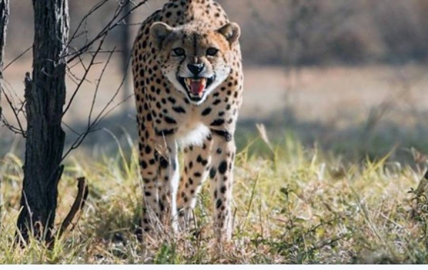 The world's fastest land animal is poised to make a comeback in India.