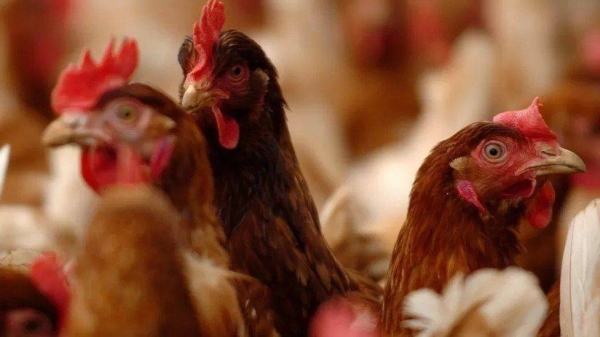 Around 48 million birds have been culled in the UK and EU.