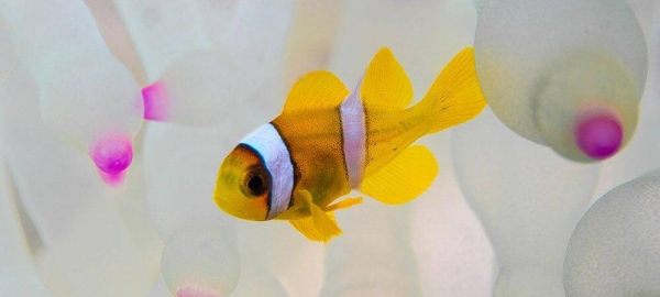 CORDAP has launched a grant program of up to $18 million for innovative solutions that can help secure a future for all corals and reefs in the face of climate change and other environmental pressures.