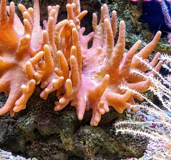 CORDAP has launched a grant program of up to $18 million for innovative solutions that can help secure a future for all corals and reefs in the face of climate change and other environmental pressures.