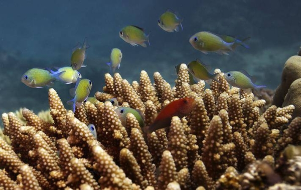 CORDAP has launched a grant program of up to $18 million for innovative solutions that can help secure a future for all corals and reefs in the face of climate change and other environmental pressures.