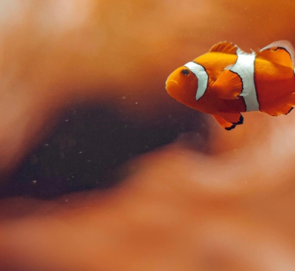 CORDAP has launched a grant program of up to $18 million for innovative solutions that can help secure a future for all corals and reefs in the face of climate change and other environmental pressures.