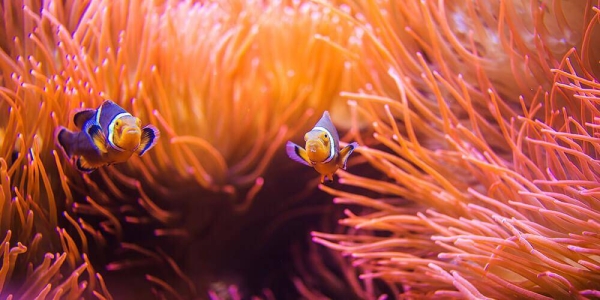 CORDAP has launched a grant program of up to $18 million for innovative solutions that can help secure a future for all corals and reefs in the face of climate change and other environmental pressures.