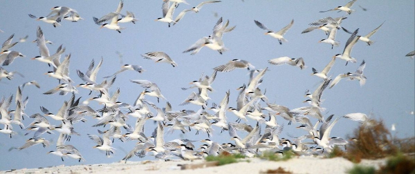 The NCW confirmed that bird migration is considered as one of the most important indicators of environmental health.