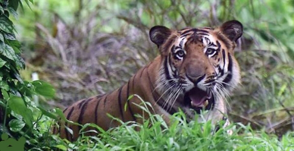 File photo of a Bengal Tiger.