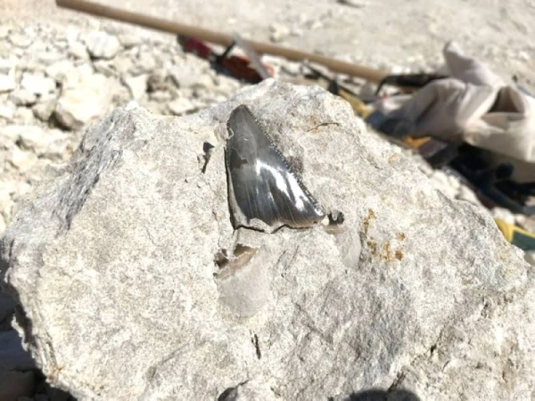 The SGS has confirmed that these discoveries indicate the existence of fossil sites in the Kingdom that will be developed in the future as tourist attractions within the scope of the Red Sea development projects.