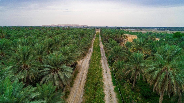 Al-Ahsa Oasis is the largest oasis in the world, and it is well known for its date palms.