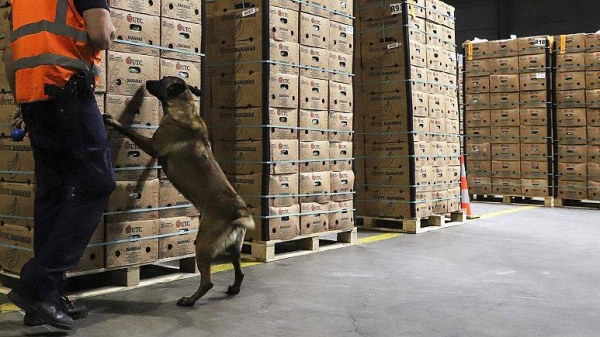 A drug sniffing dog examines a container during a customs control at Antwerp port, 20 May 2022. — courtesy Valeria Mongelli / AFP