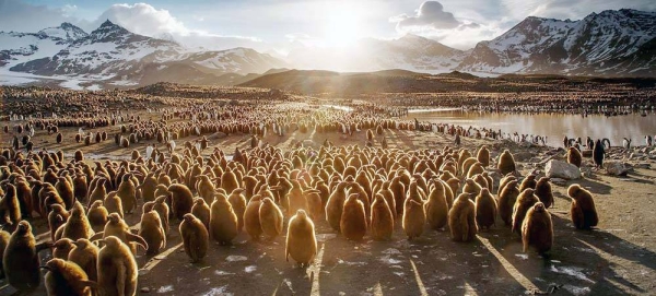 Juvenile king penguins in South Georgia and the South Sandwich Islands. — courtesy Unsplash/Ian Parker