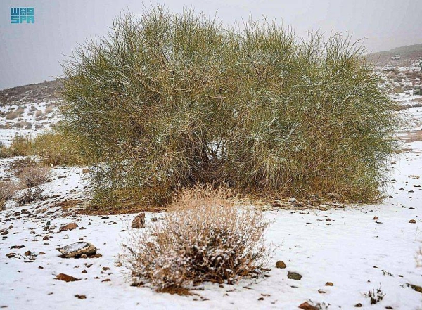 Tabuk's Jabal Al-Lawz has been covered in white for the third time this season as the region witnessed a fall in temperatures, which resulted in snowfall.