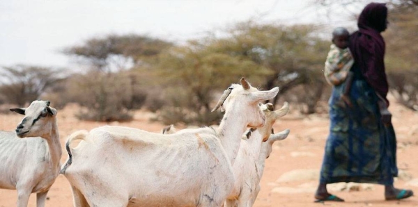 Millions of people in the Horn of Africa are facing food shortages due to the worst drought in 40 years and rising global food costs. — courtesy WFP/Geneva Costopulos