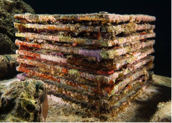 First developed for the National Oceanic and Atmospheric Administration’s Census of Marine Life (2010 – 2020), ARMS are widely used to collect fauna on and near the ocean floor. Marine scientist Susana Carvalho leads the ARMS project at KAUST with more than 180 units already deployed and retrieved since 2013. (Credit: ©2022; Taiyo Onorato and Nico Krebs)