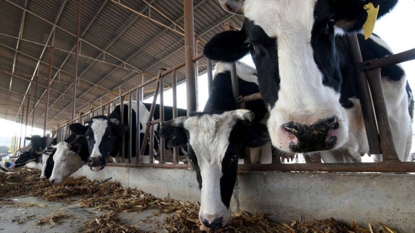 Chinese  scientists made 120 cloned embryos from the ear cells of the highly productive cows and placed them in surrogate cows.