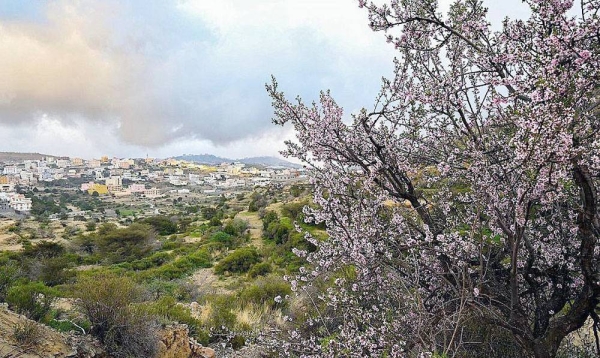 Al-Bahah region mountains are speckled with bright white dots during the end of winter, as flowering almond trees dot like shining pearls the green heights.