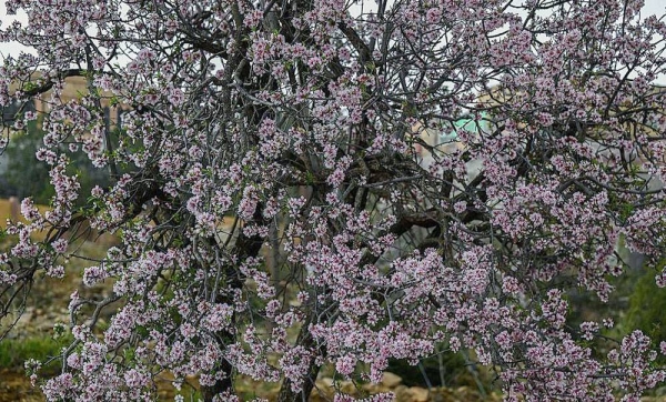 Al-Bahah region mountains are speckled with bright white dots during the end of winter, as flowering almond trees dot like shining pearls the green heights.