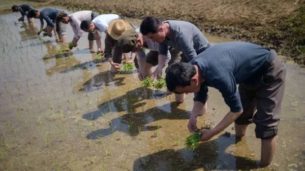 A file photo shows North Koreans taking part in an annual rice planting event in Nampho city in 2019. — courtesy Kim Won Jin