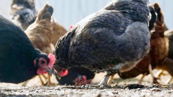 The recent bird flu outbreak has been circling the globe since October 2021. — courtesy AFP