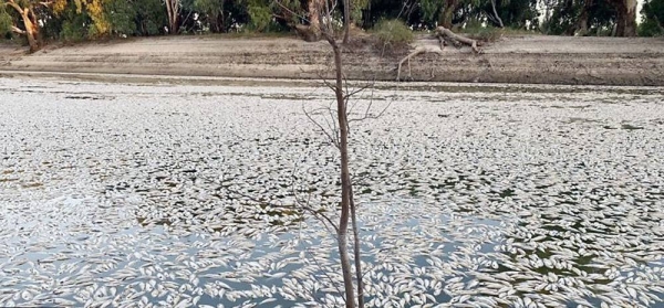 Dead fish in Menindee.