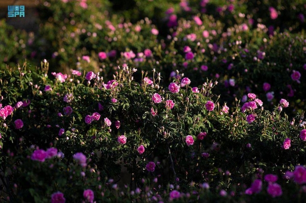 The MEWA has revealed that the investment volume of the Taif Rose in the Saudi market has amounted to more than SR64 million.