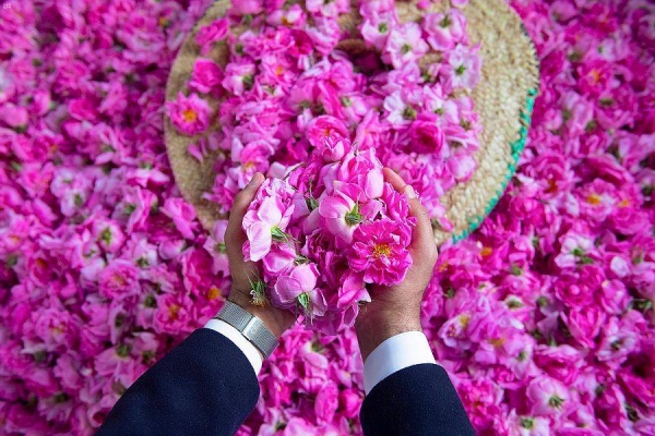 The MEWA has revealed that the investment volume of the Taif Rose in the Saudi market has amounted to more than SR64 million.
