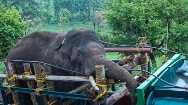 The tusker was captured and moved to a tiger reserve over the weekend