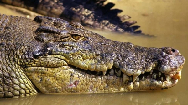 A saltwater crocodile