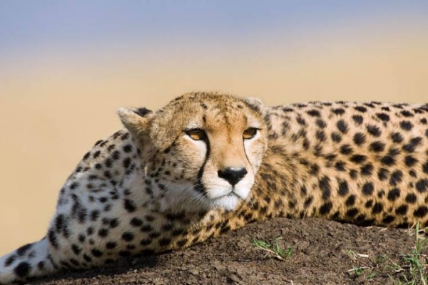 Saudi Arabia launches cheetah breeding and resettlement program