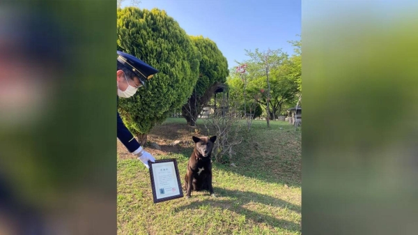 Koume, a 5-year-old mongrel, received her certificate at Chiba Riding Park in Wakaba Ward, Chiba.