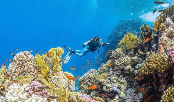 Red Sea Global has released the findings of one of the world's largest environmental surveys of wildlife ecosystems conducted by a developer, carried out along 250 kilometers of Red Sea coastline.