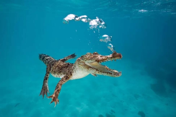 Saltwater crocodile in Queensland