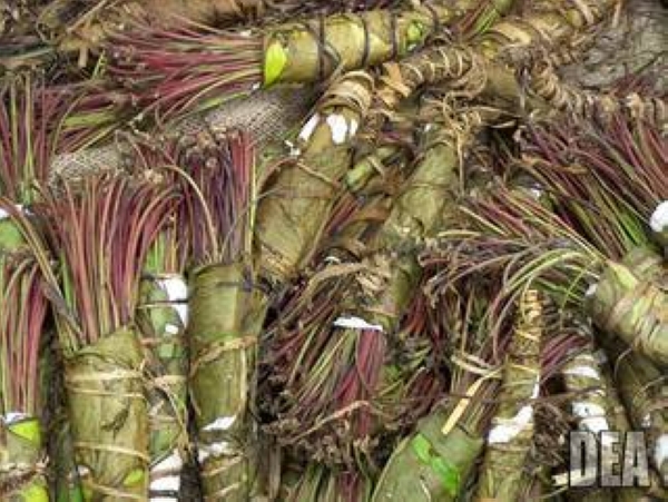 Khat is a flowering shrub that is abused for its stimulant-like effect
