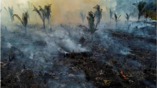 Forest area the size if 11 football pitches was lost every minute in 2022